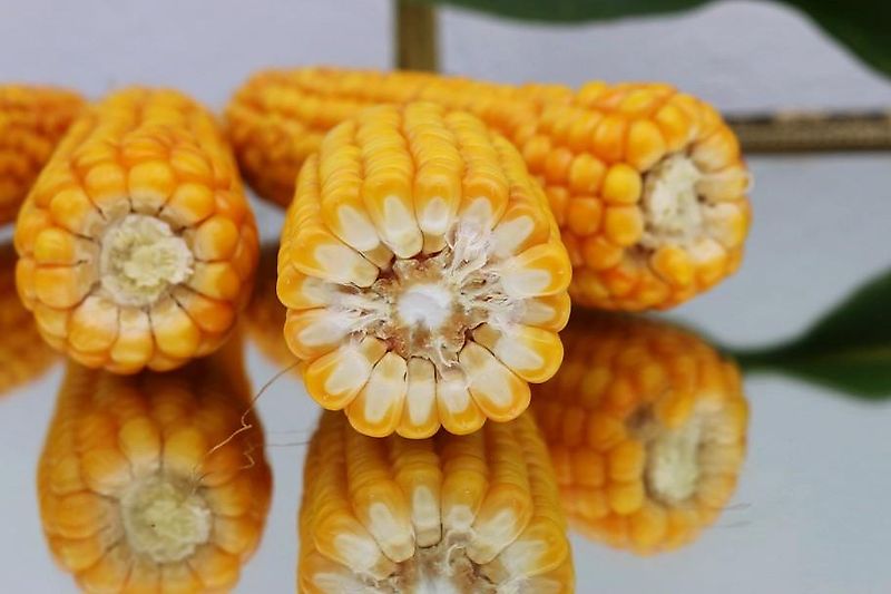 Tehnos 280cm Schlegelmulcher Hydraulische Seitenversscheibung 640mm Heckgerät mit 2 Geschraubten Schlagleisten 540 Zapfwelle