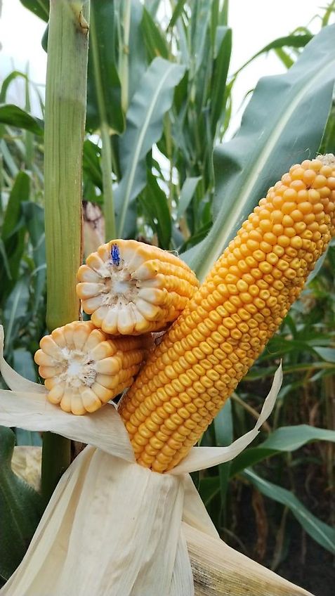 Tehnos 280cm Schlegelmulcher Hydraulische Seitenversscheibung 640mm Heckgerät mit 2 Geschraubten Schlagleisten 540 Zapfwelle