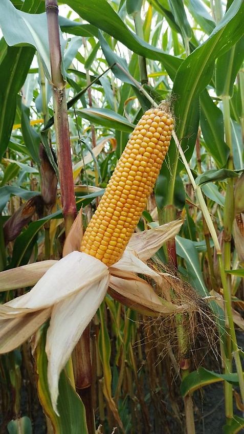 Tehnos 280cm Schlegelmulcher Hydraulische Seitenversscheibung 640mm Heckgerät mit 2 Geschraubten Schlagleisten 540 Zapfwelle