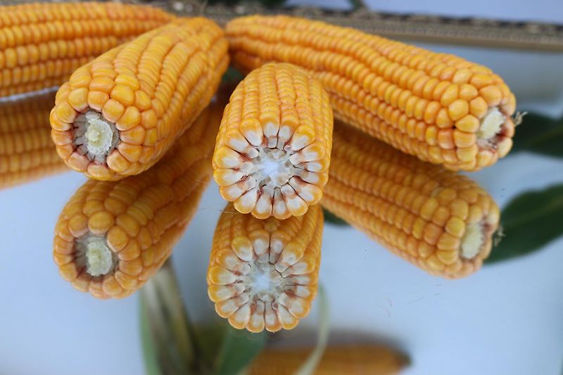 Amazone Howard Hubgerüst mit 2 Hydraulickzylindern Rabe